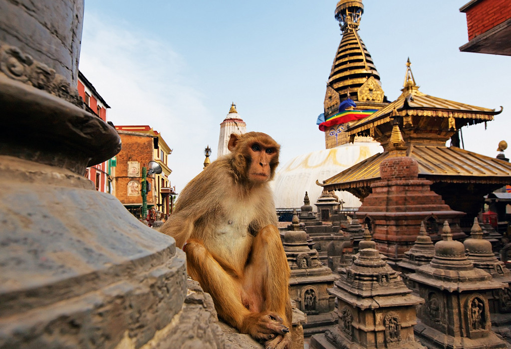 Monkeys at the temple.